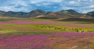 Desierto de Atacama se cubre de flores en fenómeno extraordinario