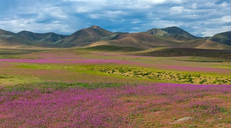 Desierto de Atacama se cubre de flores en fenómeno extraordinario