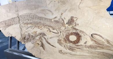 Neuquén exhibe restos de reptil marino de 150 millones de años