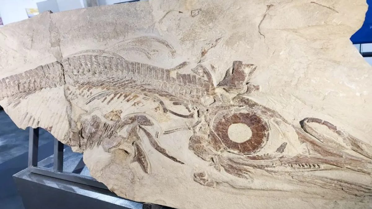 Neuquén exhibe restos de reptil marino de 150 millones de años