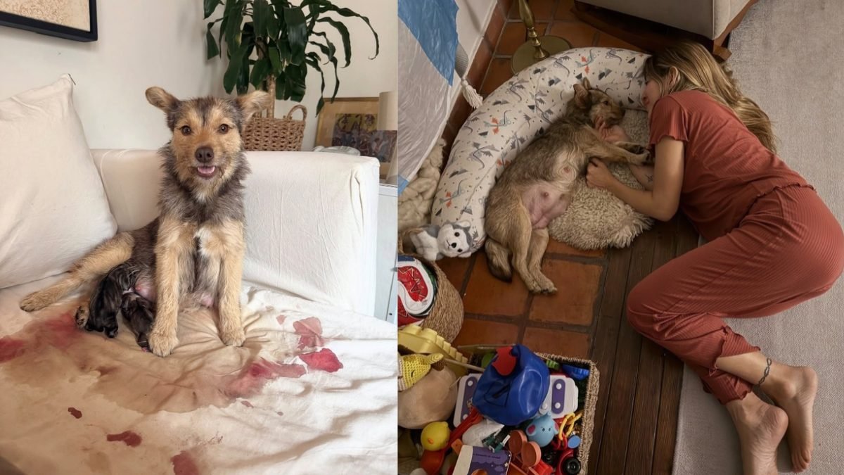 Jimena Barón se convierte en abuela: su perra Lucy tuvo cachorros