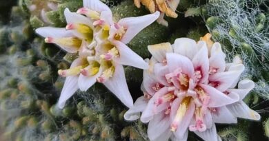 Descubren especie única de planta en el norte neuquino