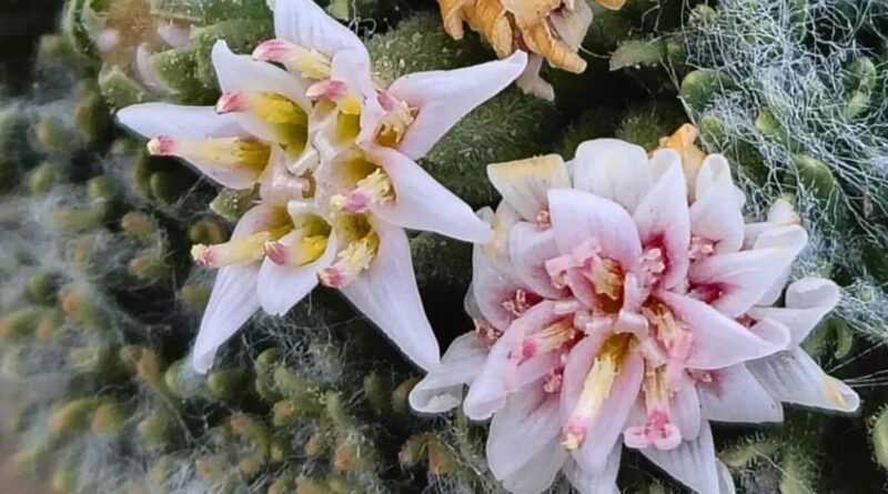 Descubren especie única de planta en el norte neuquino