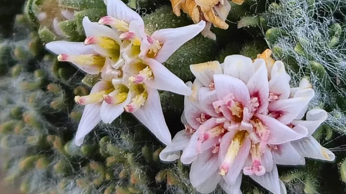 Descubren especie única de planta en el norte neuquino