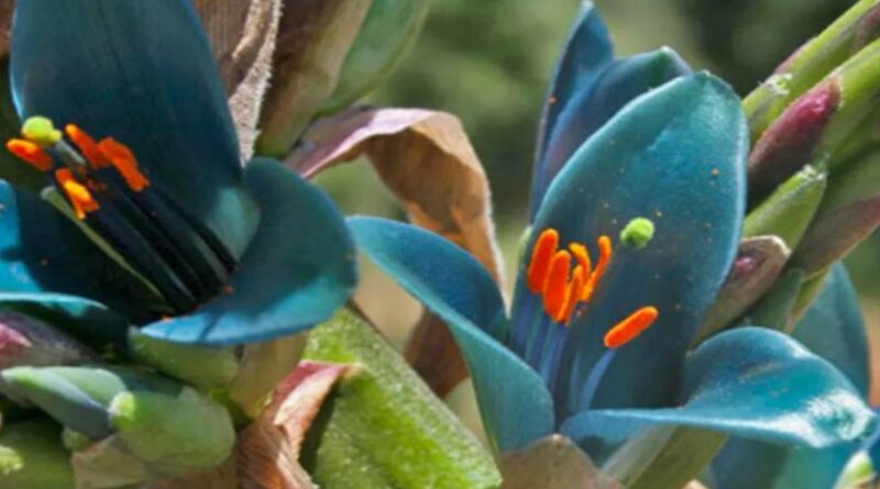 Cordillera neuquina: descubren enigmática planta de flor azul